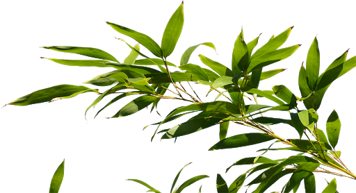 leaves.png