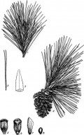 Selecting and Using Pine Needles for Basket Making